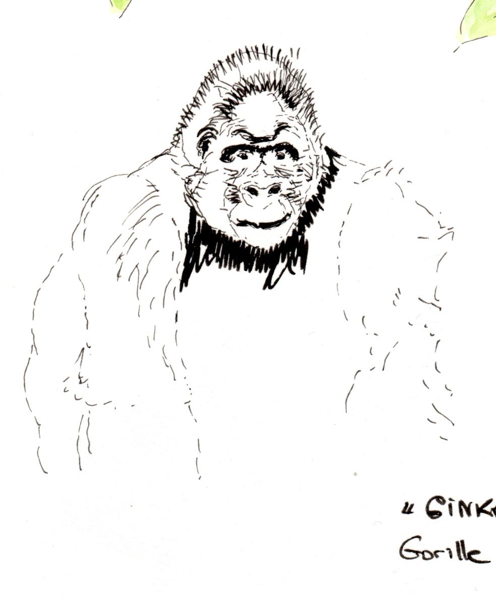 Gorille, croquis modèle vivant, feutres indélébiles noirs