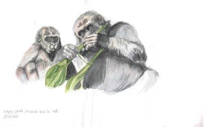 travaux préparatoires à une étude documentaire, un animal dans son environnement -le gorille des plaines